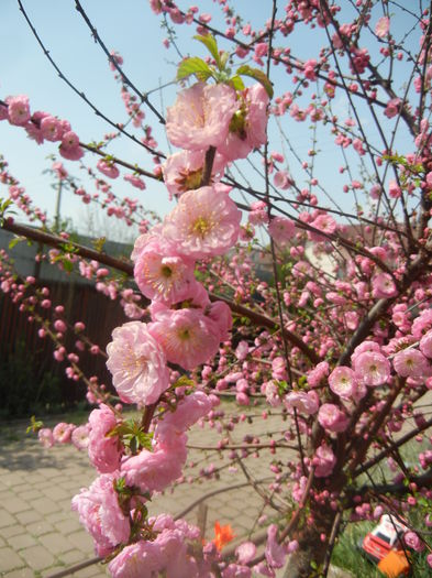 Prunus triloba (2014, April 01) Prunus triloba (2014, April 01)