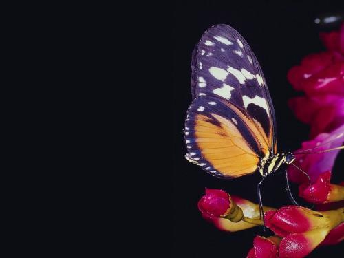 Poze Insecte Fluturi 14