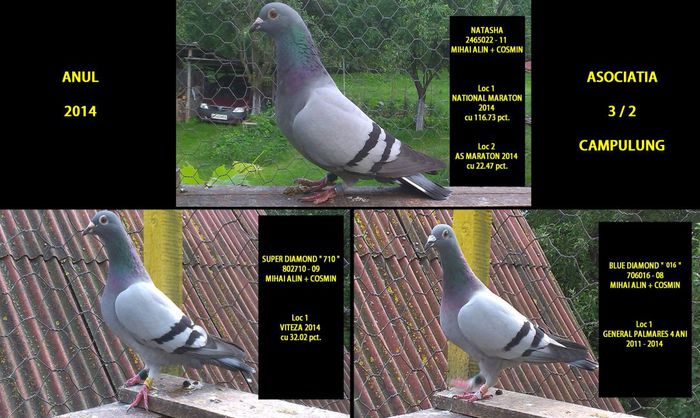 ANUL 2014; VITEZA - GENERAL - MARATON
