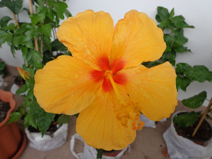 073 - Hibiscus 2014