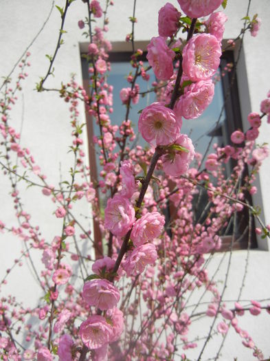 Prunus triloba (2014, April 01) Prunus triloba (2014, April 01)