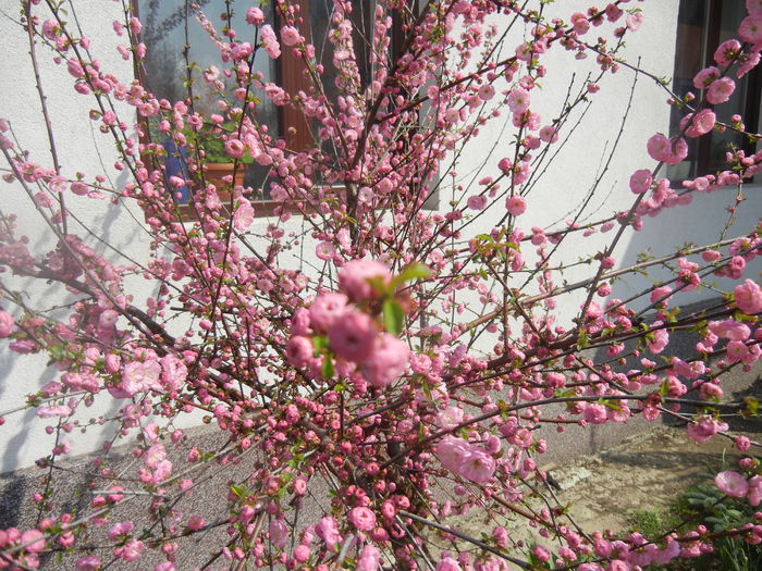 Prunus triloba (2014, April 01) Prunus triloba (2014, April 01)