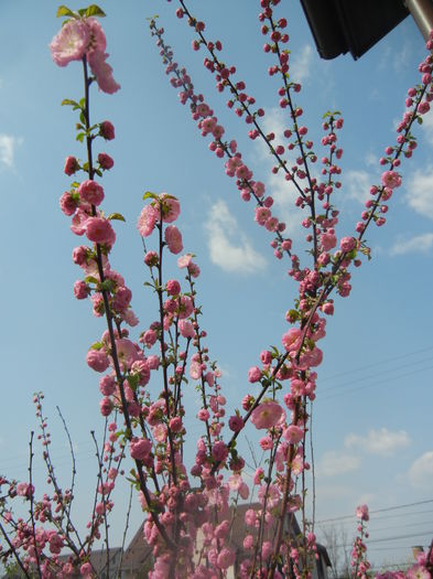 Prunus triloba (2014, April 01) Prunus triloba (2014, April 01)