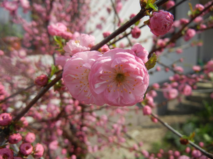 Prunus triloba (2014, April 01) Prunus triloba (2014, April 01)
