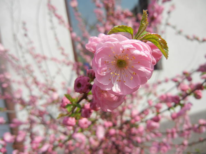 Prunus triloba (2014, April 01) Prunus triloba (2014, April 01)