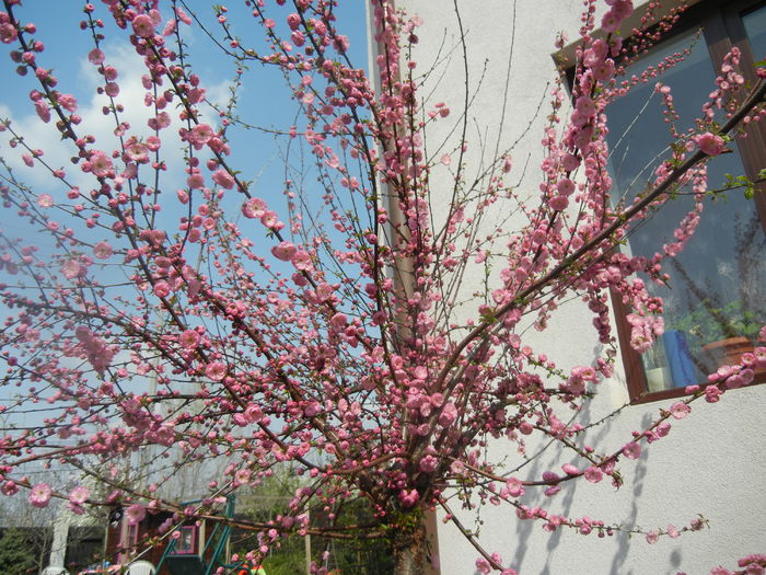 Prunus triloba (2014, April 01) Prunus triloba (2014, April 01)