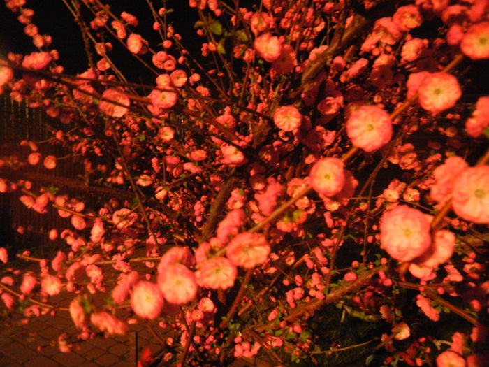 Prunus triloba (2014, April 01) Prunus triloba (2014, April 01)