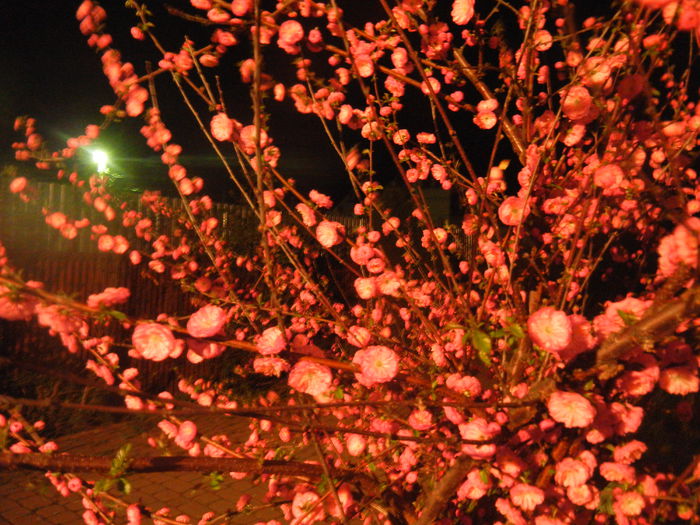 Prunus triloba (2014, April 01) Prunus triloba (2014, April 01)