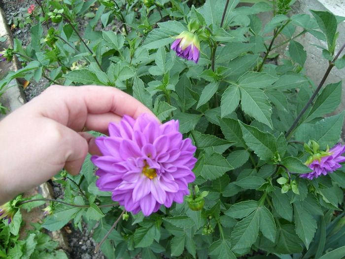 dalie mov - Florile din gradina mea - 2009