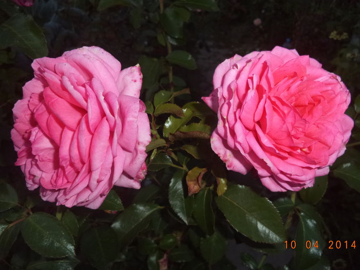 DSC01457 - Trandafiri 2014