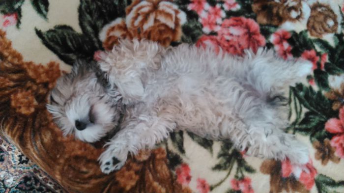 DSC_0437 - FRITZ SI BELLA