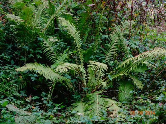 DSC08062 - Plante in natura 2014
