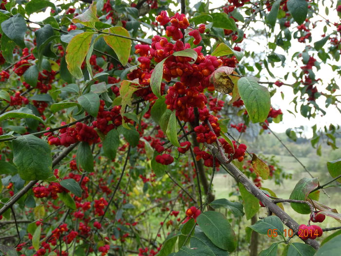 DSC08059 - Plante in natura 2014