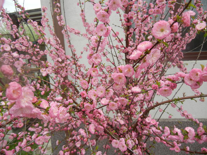Prunus triloba (2014, April 03) Prunus triloba (2014, April 03)