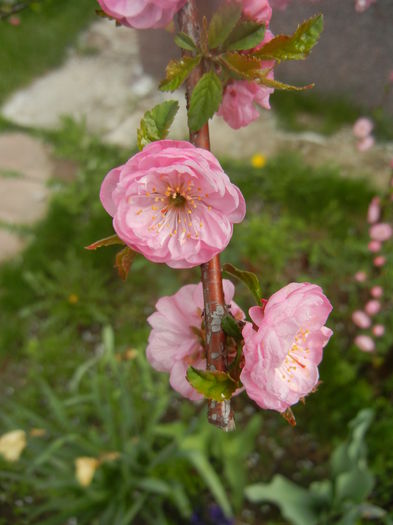 Prunus triloba (2014, April 03) Prunus triloba (2014, April 03)