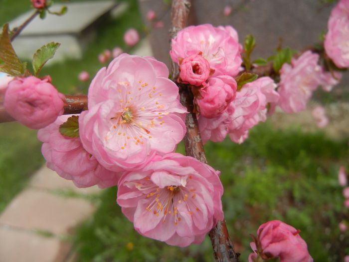 Prunus triloba (2014, April 03) Prunus triloba (2014, April 03)