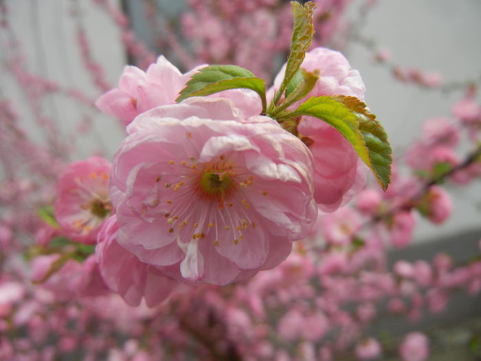 Prunus triloba (2014, April 03) Prunus triloba (2014, April 03)