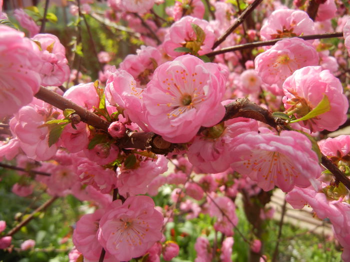 Prunus triloba (2014, April 03) Prunus triloba (2014, April 03)