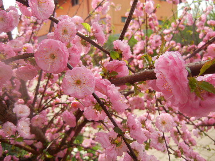 Prunus triloba (2014, April 03) Prunus triloba (2014, April 03)