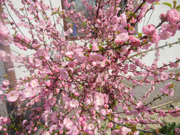 Prunus triloba (2014, April 03) Prunus triloba (2014, April 03)