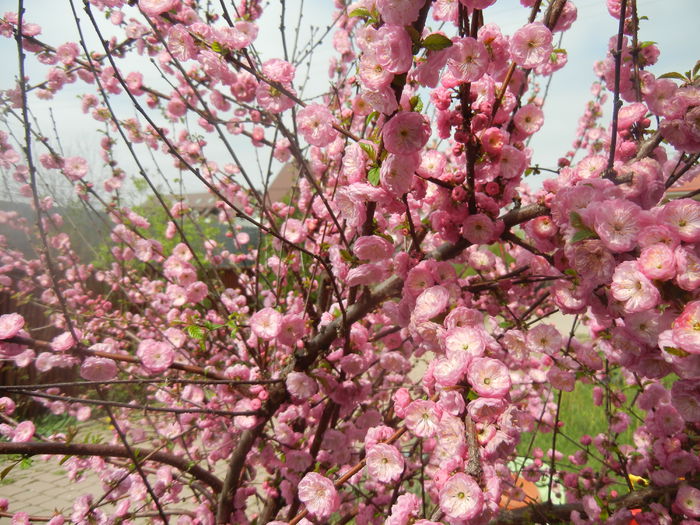 Prunus triloba (2014, April 03) Prunus triloba (2014, April 03)