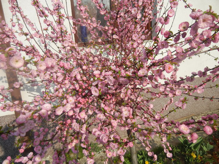 Prunus triloba (2014, April 03) Prunus triloba (2014, April 03)
