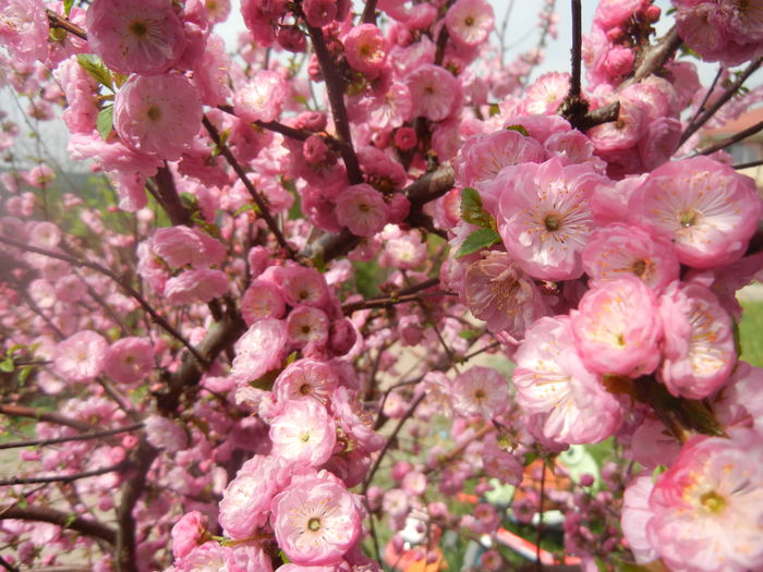 Prunus triloba (2014, April 03) Prunus triloba (2014, April 03)