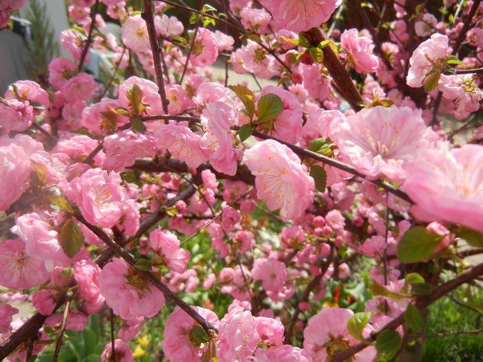 Prunus triloba (2014, April 03) Prunus triloba (2014, April 03)