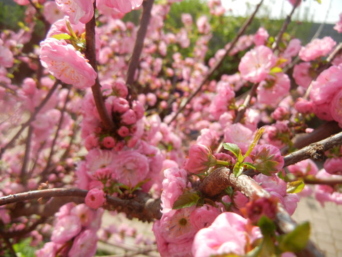 Prunus triloba (2014, April 03) - Prunus triloba