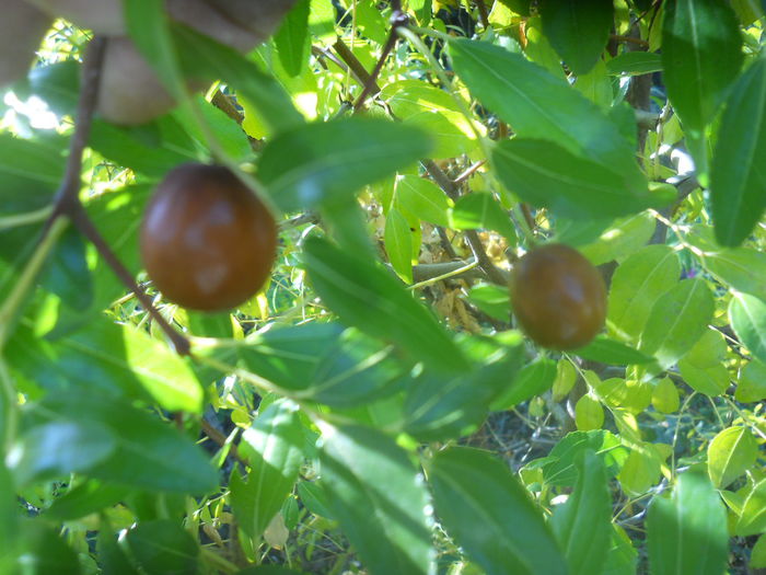 jujube 10.10