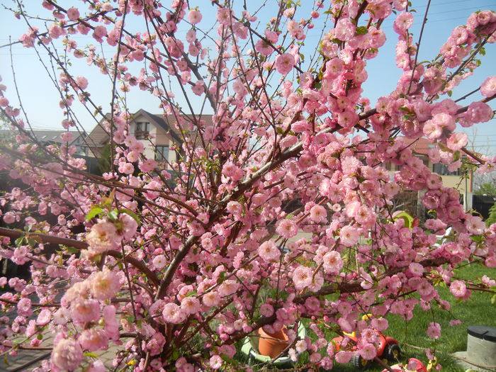 Prunus triloba (2014, April 04) - Prunus triloba
