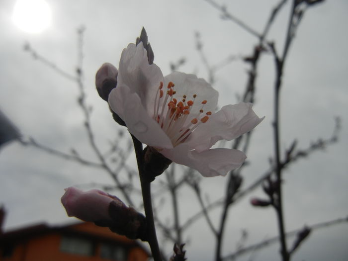 Prunus persica Davidii (2014, March 25) - Prunus persica Davidii