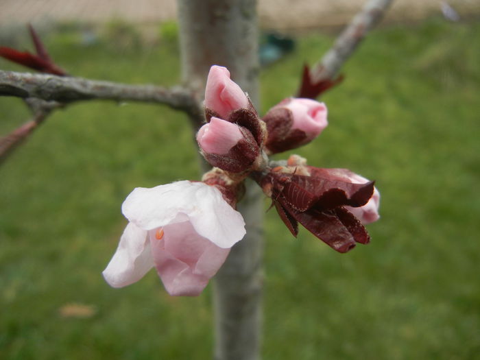 Prunus persica Davidii (2014, March 25) - Prunus persica Davidii