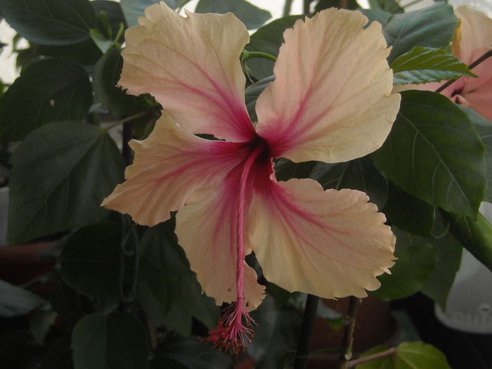  - 0 Zambetul florilor