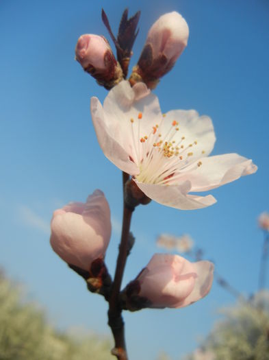 Prunus persica Davidii (2014, March 29)