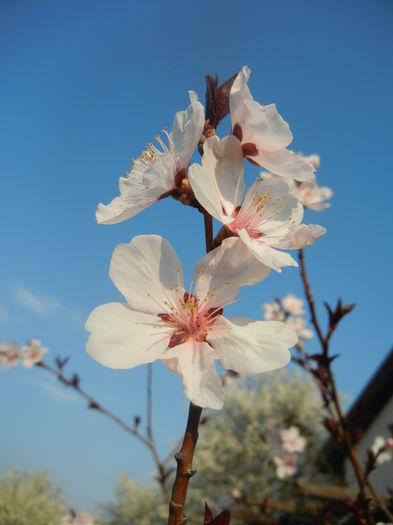 Prunus persica Davidii (2014, March 29)