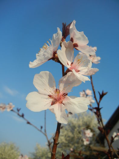 Prunus persica Davidii (2014, March 29) - Prunus persica Davidii