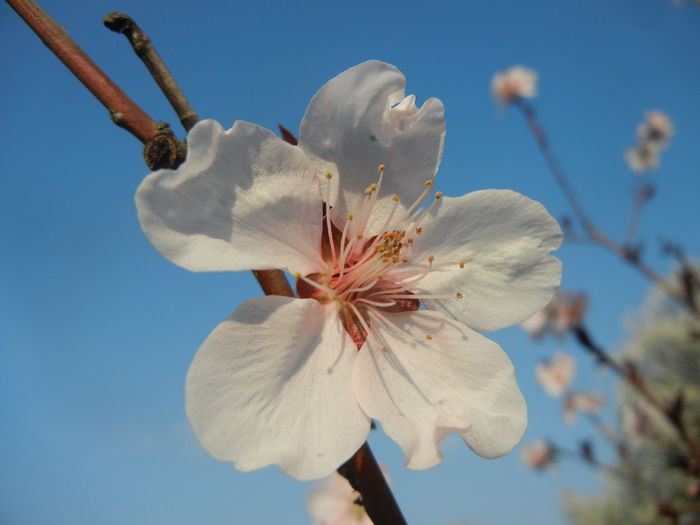 Prunus persica Davidii (2014, March 29)