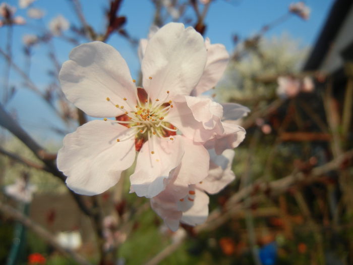 Prunus persica Davidii (2014, March 29)