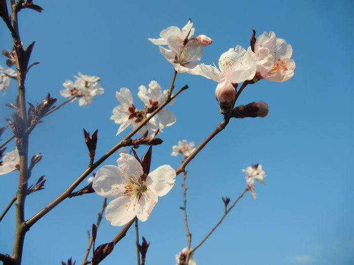 Prunus persica Davidii (2014, March 29)