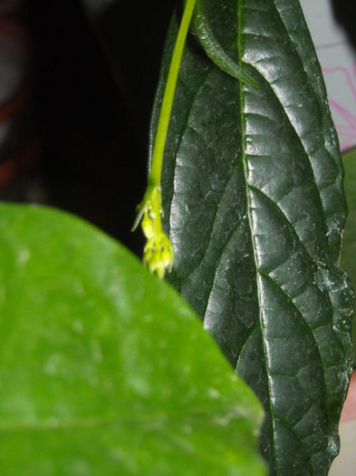 Bobocei la clero prospero ! - 0 Zambetul florilor