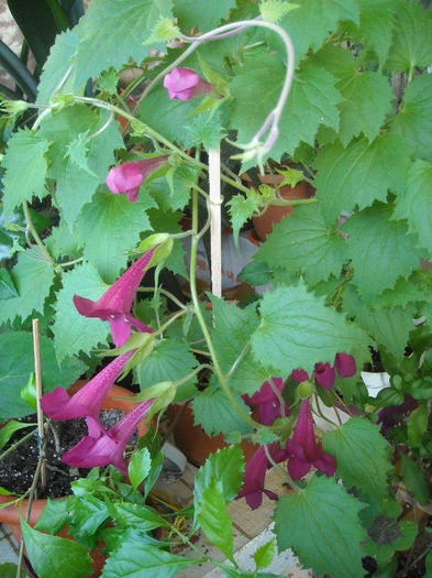 O frumusete asemeni sufletului tau ! - 0 Zambetul florilor