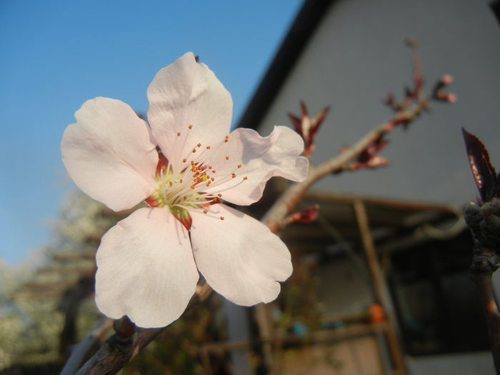 0329 Prunus persica Davidii (2014, March 29)10