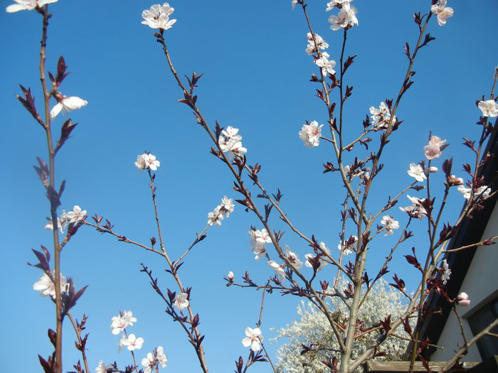 Prunus persica Davidii (2014, March 30)