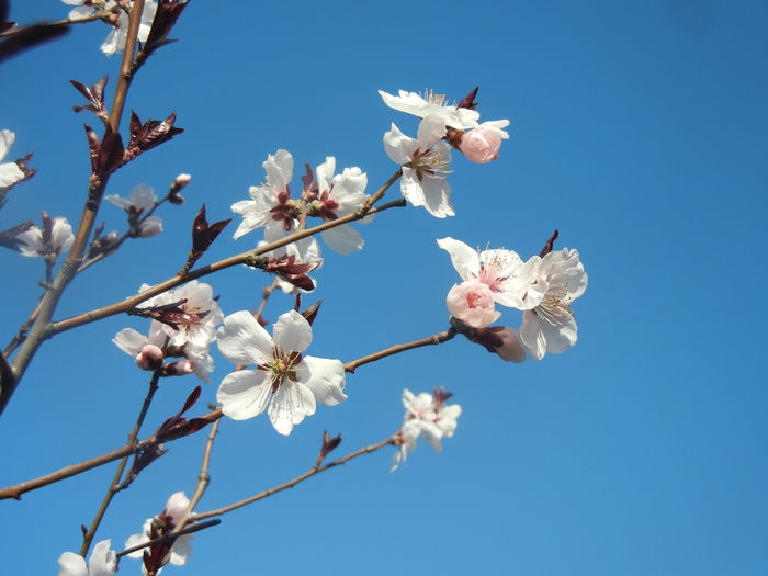 Prunus persica Davidii (2014, March 30)