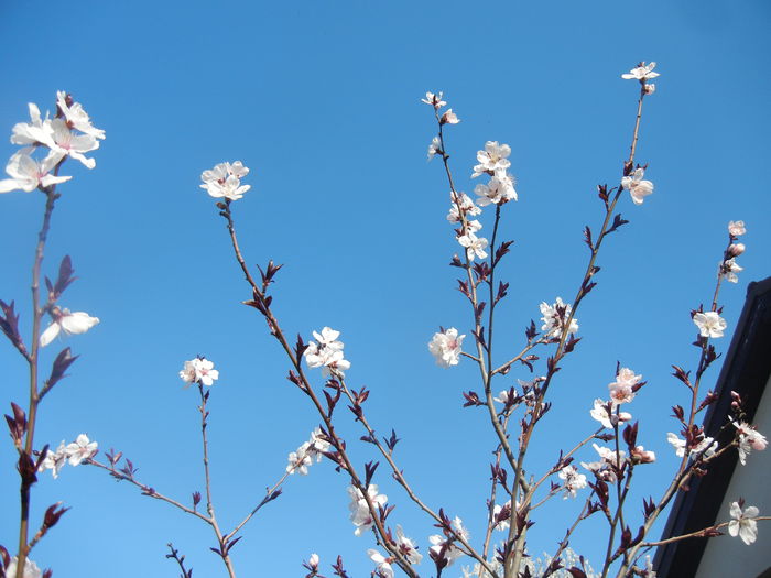 Prunus persica Davidii (2014, March 30)