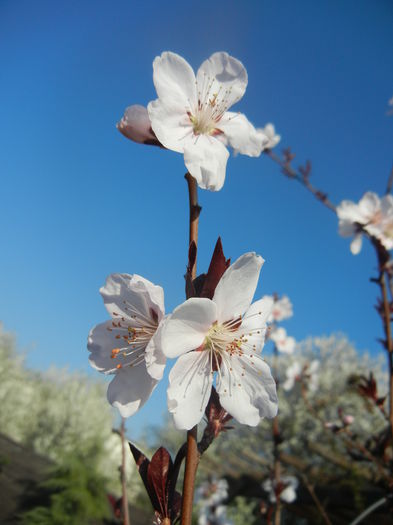 Prunus persica Davidii (2014, March 30)