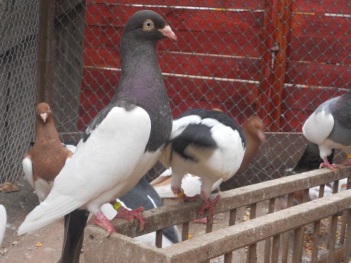 JUCATOR COTOFANA MAGHIAR