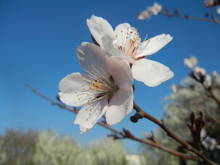 Prunus persica Davidii (2014, March 30)