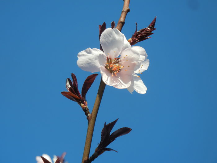 Prunus persica Davidii (2014, March 30)